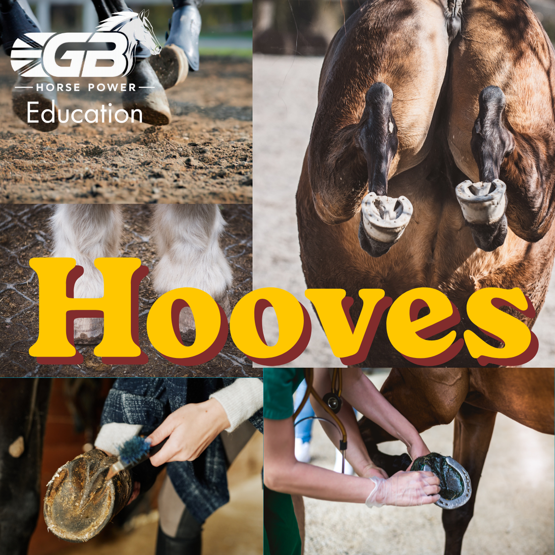 Fuel Healthy Hooves: Investigating sound hooves