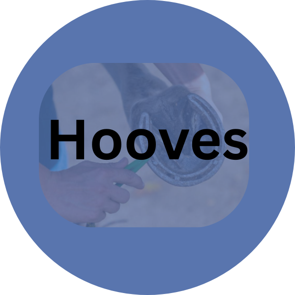 A - Z Guide to Hooves