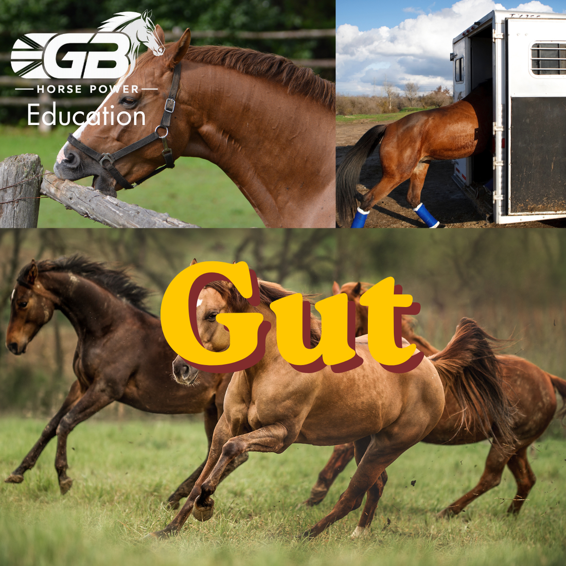 Fuel a Glorious Gut: Investigating Stomach Acid