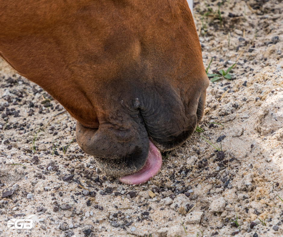 The Dirt on Dirt Licking, Why does my horse lick the soil?