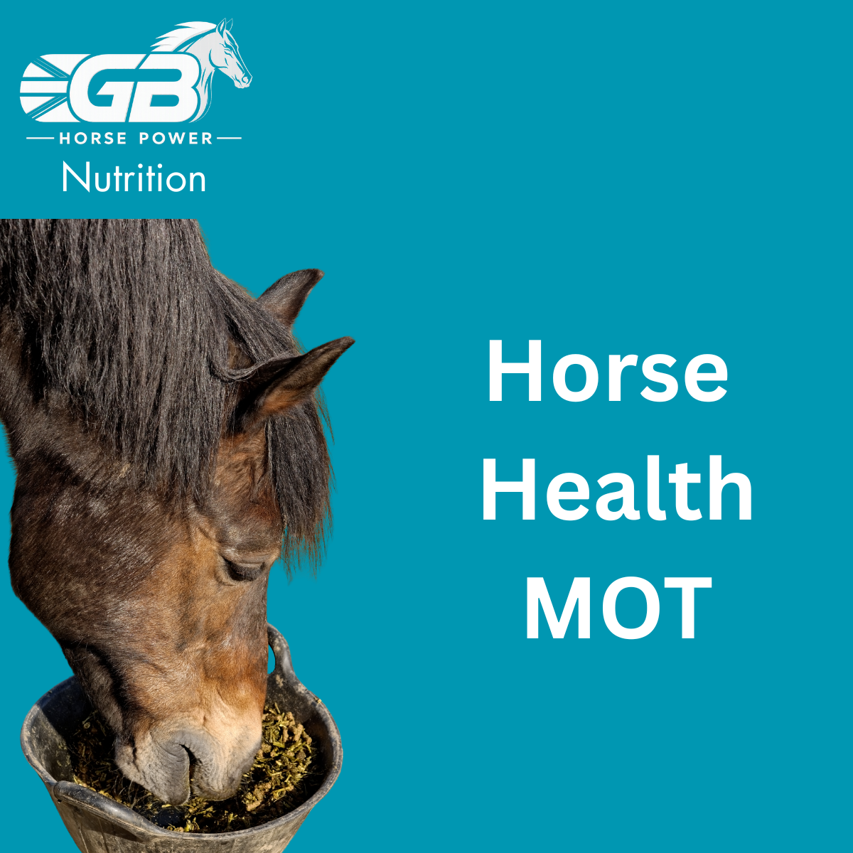 Horse Health MOT