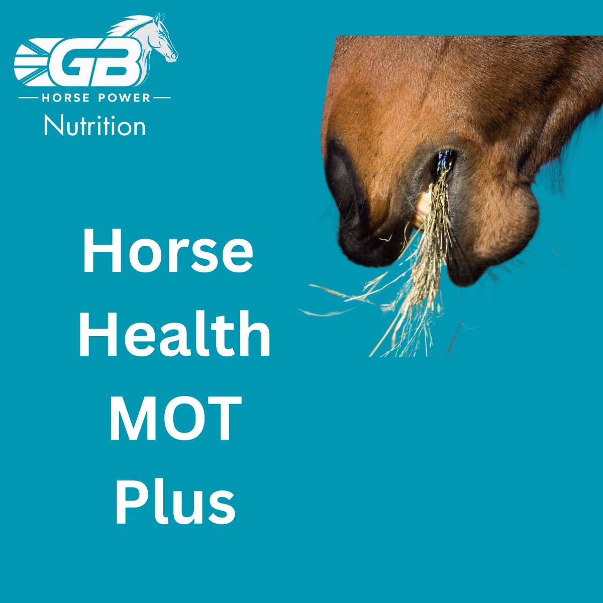 Horse Health MOT Plus